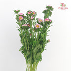 Aster Pink 翠菊 - (Per Bundle)