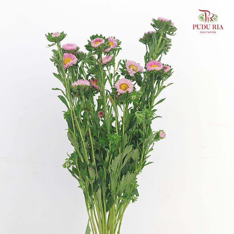 Aster Pink 翠菊 - (Per Bundle)