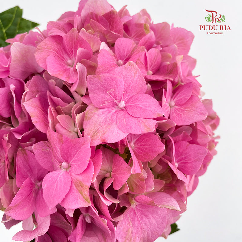 Hydrangea Pink - (Per Stem)