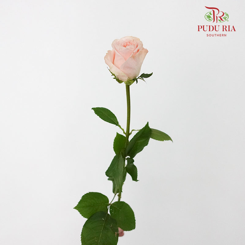 Rose Nuwa (8-10 Stems) - Pudu Ria Florist Southern