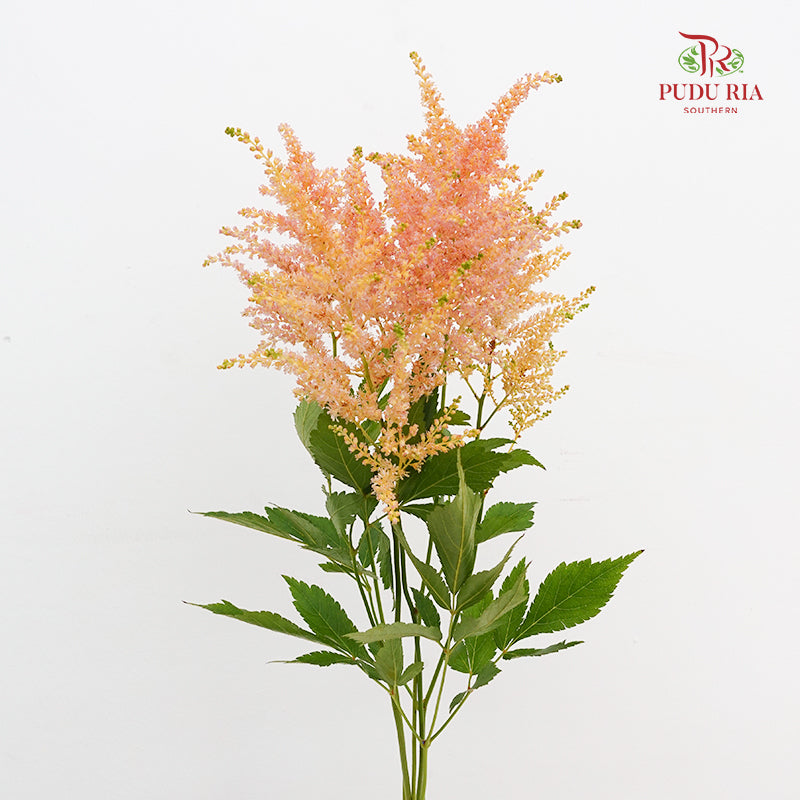 Astilbe Champagne 落新妇 - (4-5 Stems)