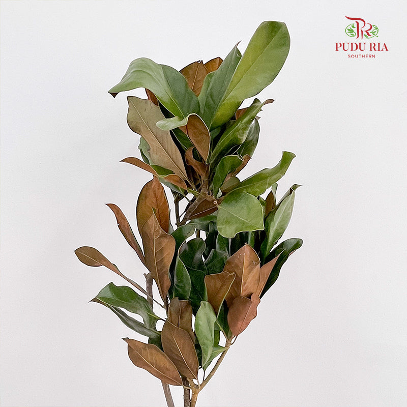 Magnolia Leaf - (Per Bundle)