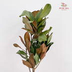 Magnolia Leaf - (Per Bundle)