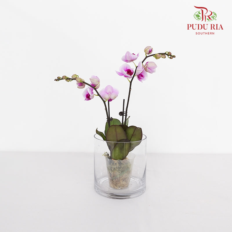Phalaenopsis Orchid Purple White Mini