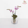 Phalaenopsis Orchid Purple White Mini