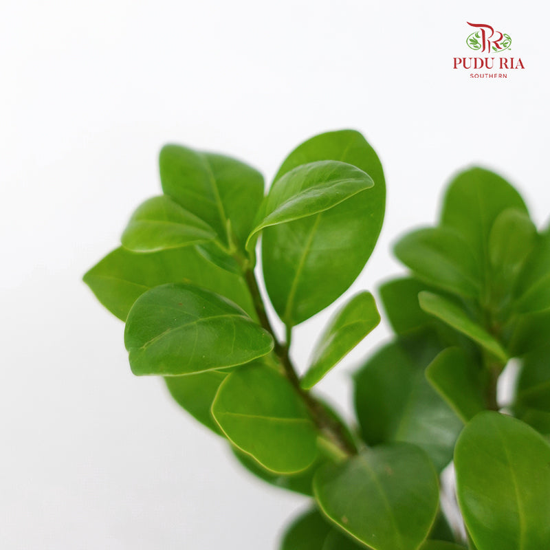 Ficus Ginseng Mini