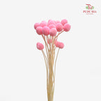 Preservative Craspedia - Light Pink