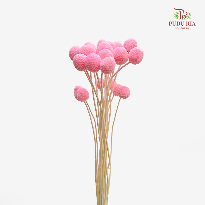 Preservative Craspedia - Light Pink