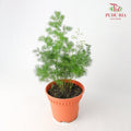 Asparagus Plumosus Nanus - Pudu Ria Florist Southern
