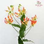 Gloriosa Orange - Pudu Ria Florist Southern