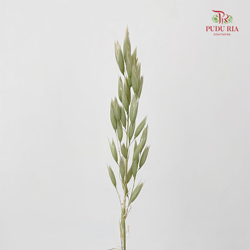 Dry Avena Sativa
