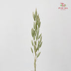 Dry Avena Sativa