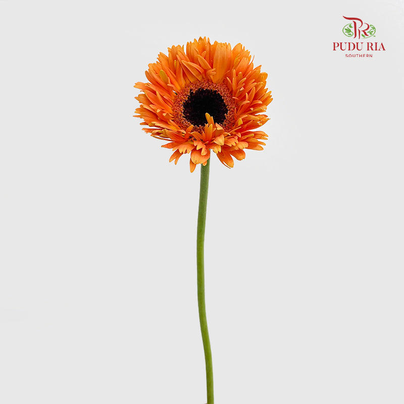 Gerbera Spider Orange - (8-10 Stems)