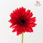 Gerbera Mini Red - (8-10 Stems)
