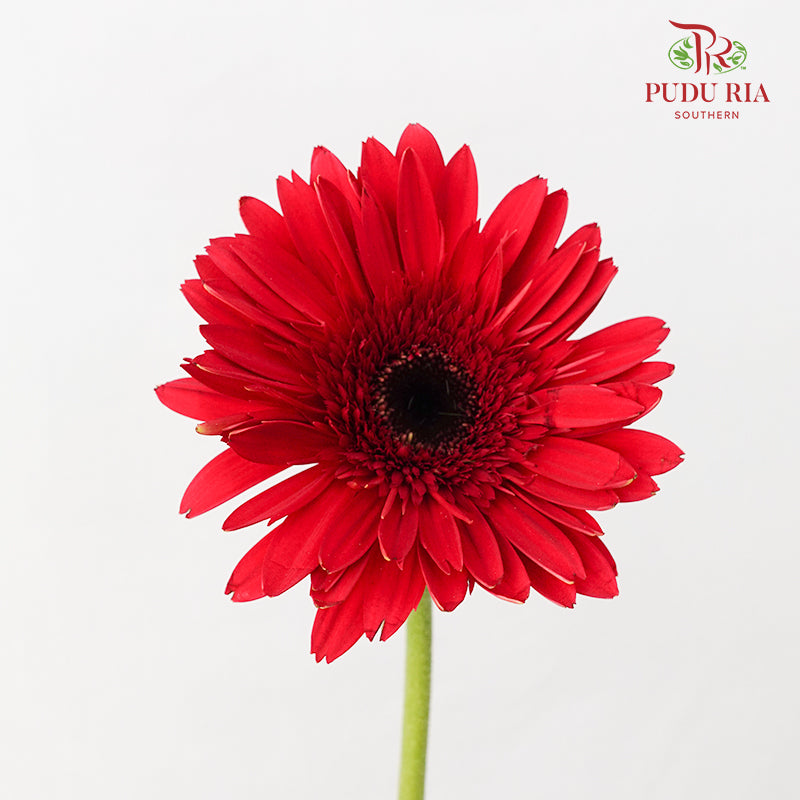 Gerbera Mini Red - (8-10 Stems)