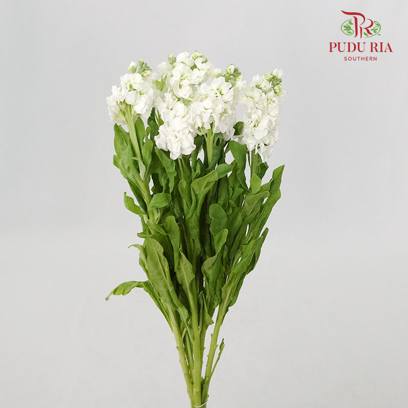Matthiola White - 5 Stems - Pudu Ria Florist Southern