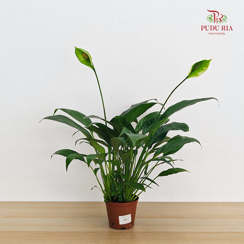TKLY/ Spathiphyllum Mojo P100