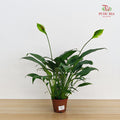 TKLY/ Spathiphyllum Mojo P100