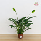 TKLY/ Spathiphyllum Mojo P100