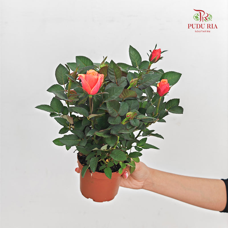 Danish Rose