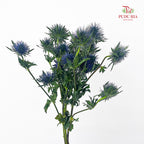 Eryngium Blue 刺芹 - (5 Stems)