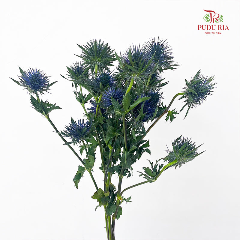 Eryngium Blue 刺芹 - (5 Stems)