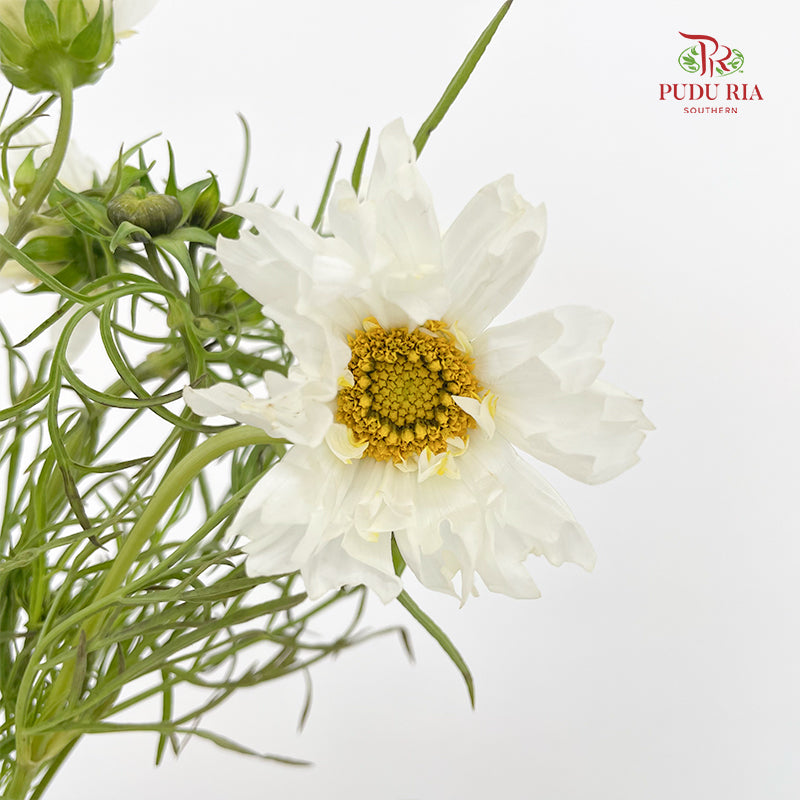 Cosmos Bipinnatus White 秋英 - (5 Stems)