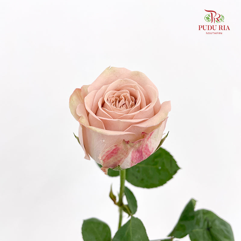 Rose Net Cappuccino - (19-20 Stems)