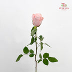Rose Pomarosa - (8-10 Stems)