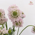 Scabiosa Pink 蓝盆花 - (Per Bundle)