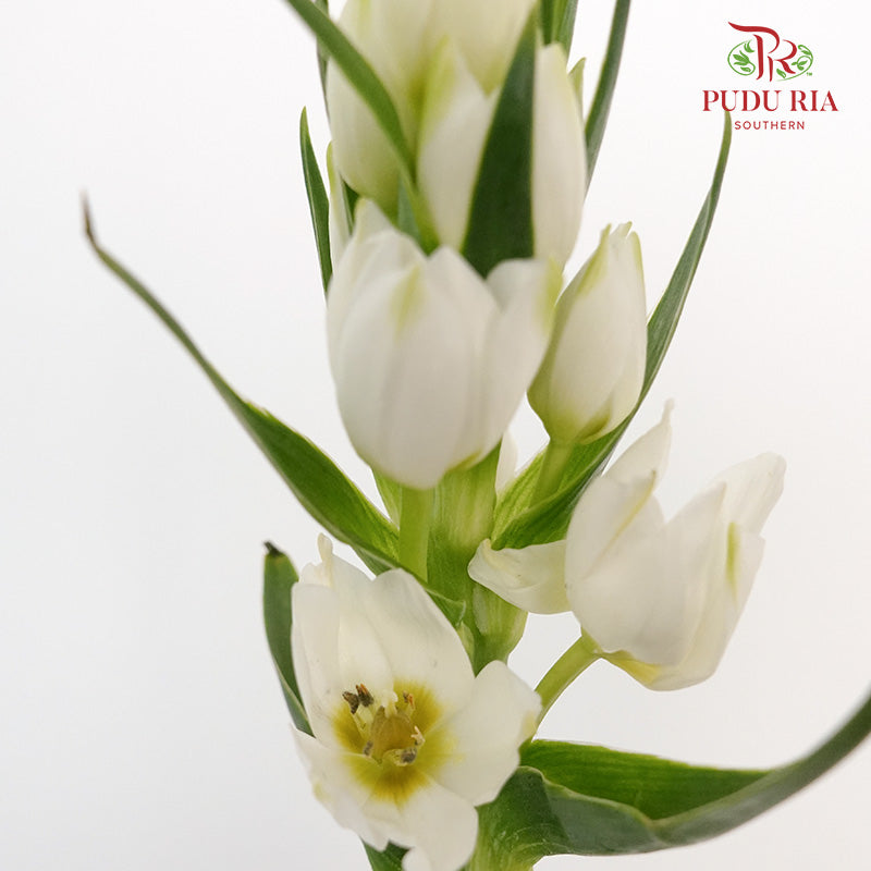 Ornithogalum Thyrsoides - Pudu Ria Florist Southern