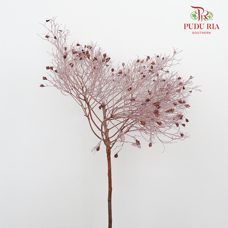 Dry Dream Grass Purple - Pudu Ria Florist Southern