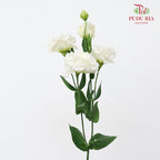 Eustoma Wave White - (12-15 Stems)