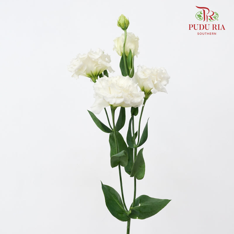 Eustoma Wave White - (12-15 Stems)