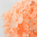 Preservative Hydrangea - Peach / Per Stem