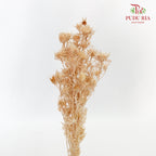 Dry Wild Cardus Bleached - Pudu Ria Florist Southern