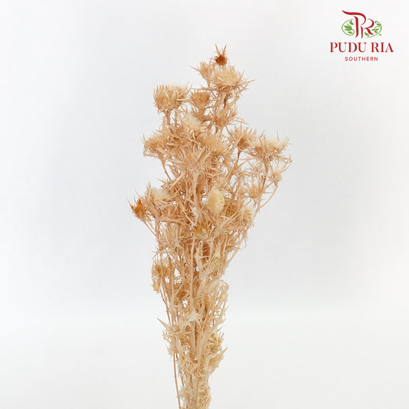 Dry Wild Cardus Bleached - Pudu Ria Florist Southern