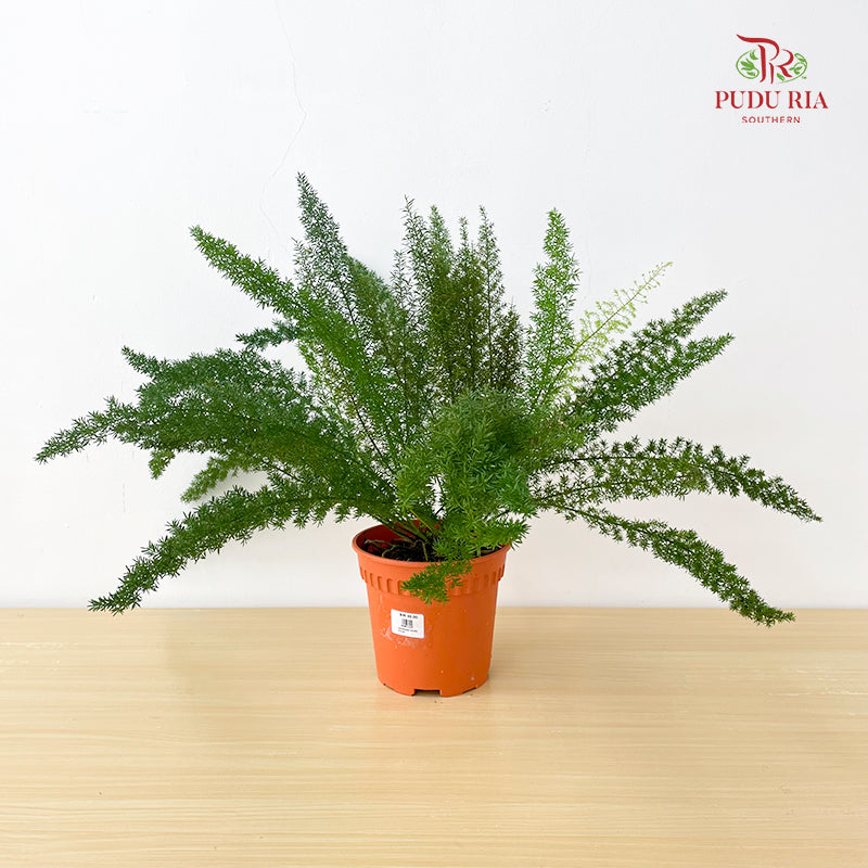 Asparagus Meyeri Big