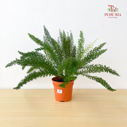 Asparagus Meyeri Big