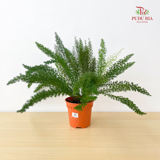 Asparagus Meyeri Big