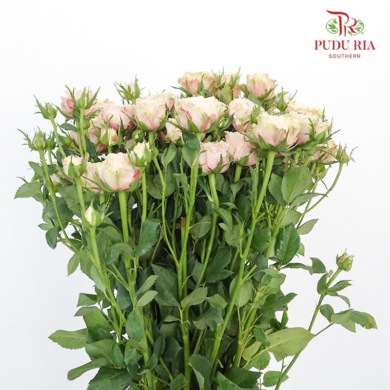 Rose Spray Premium Light Pink (8-10 Stems) - Pudu Ria Florist Southern
