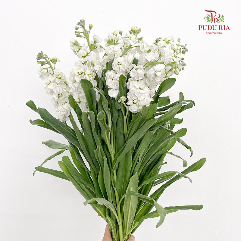 Matthiola White 紫罗兰 - (Per Bundle)