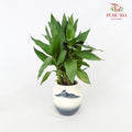 CNY Potted Plant Arrangement 2024#34