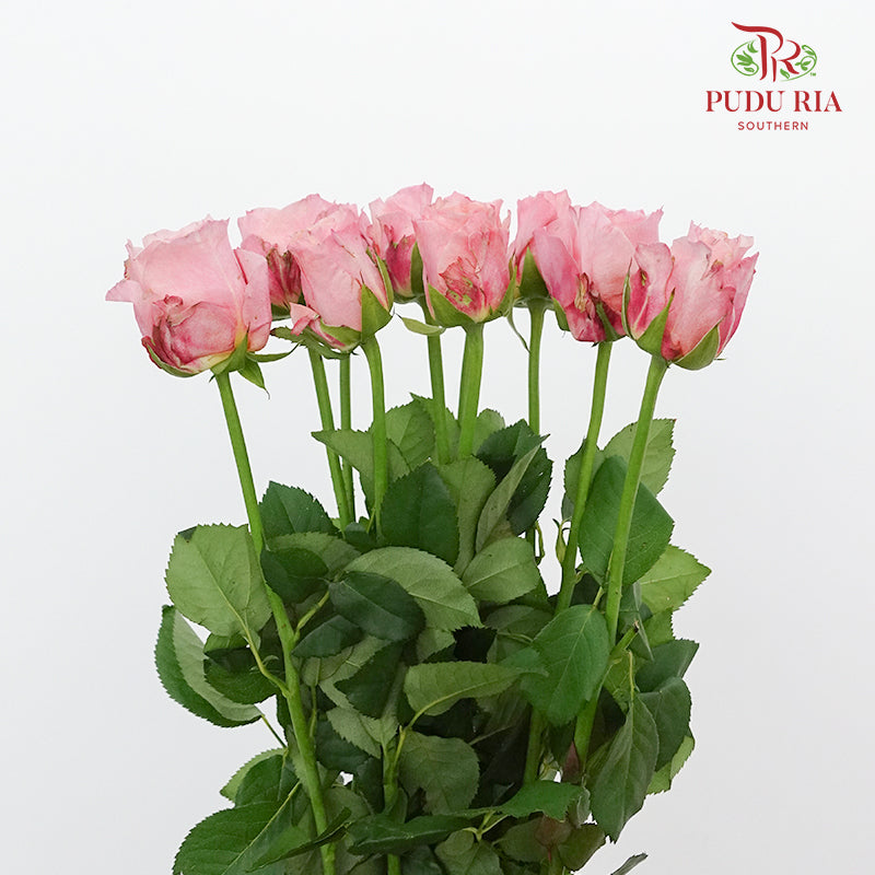 Rose Victoria (8-10 Stems) - Pudu Ria Florist Southern
