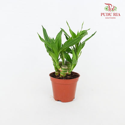 Lotus Bamboo Rata (Dracaena Sanderana)