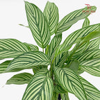Calathea White Line P90