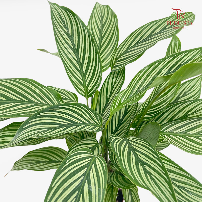 Calathea White Line P90