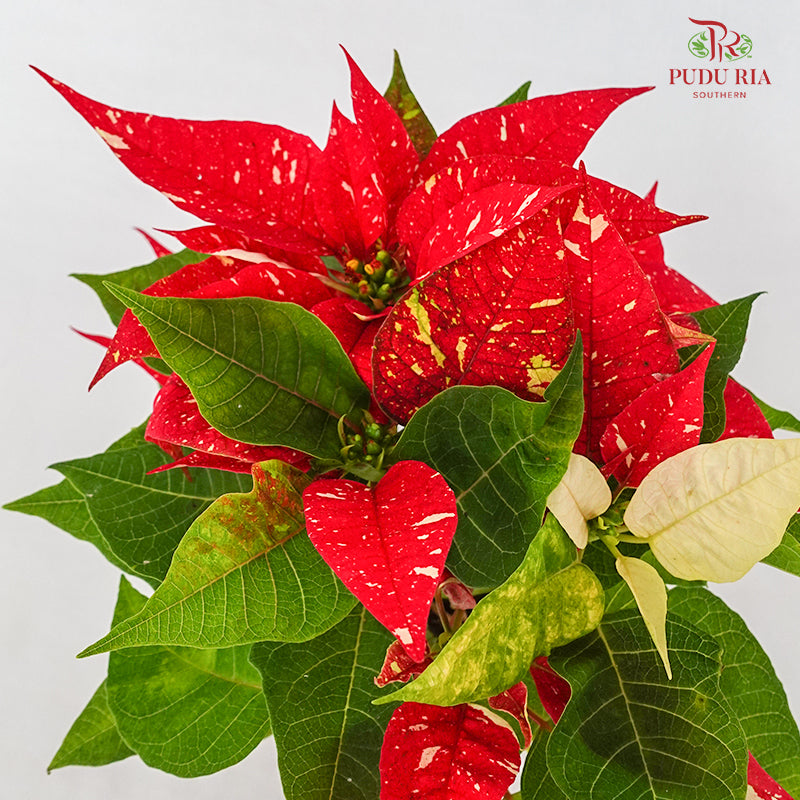 Poinsettia Matinee