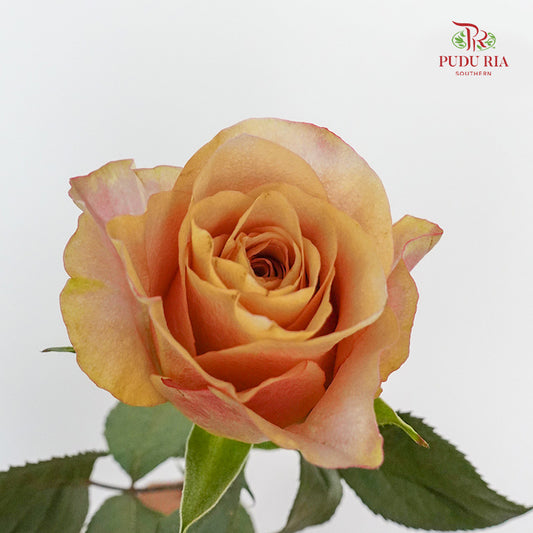 Rose Symbol - (8-10 Stems)