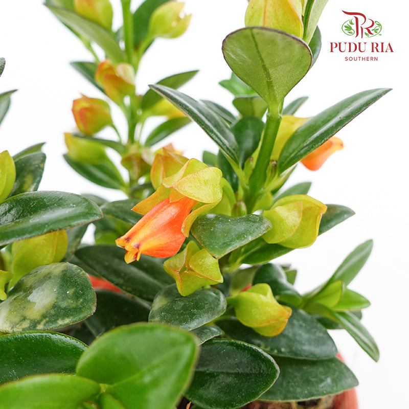 Nematanthus